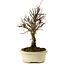 Ulmus parvifolia Nire, 24 cm, ± 8 anni