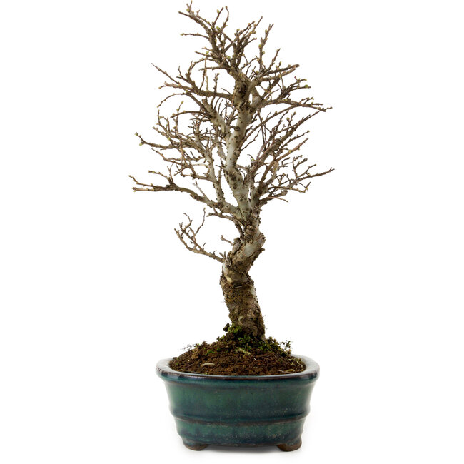 Ulmus parvifolia Nire, 24 cm, ± 8 years old