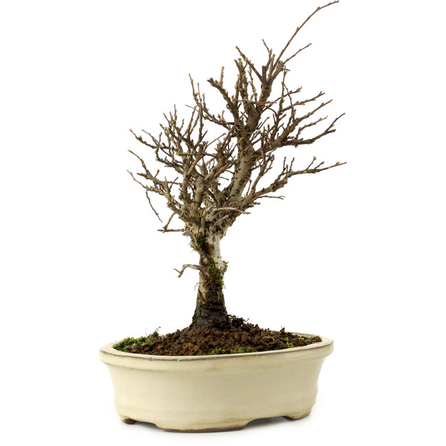 Ulmus parvifolia Nire, 24 cm, ± 8 jaar oud