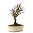 Ulmus parvifolia Nire, 24 cm, ± 8 ans