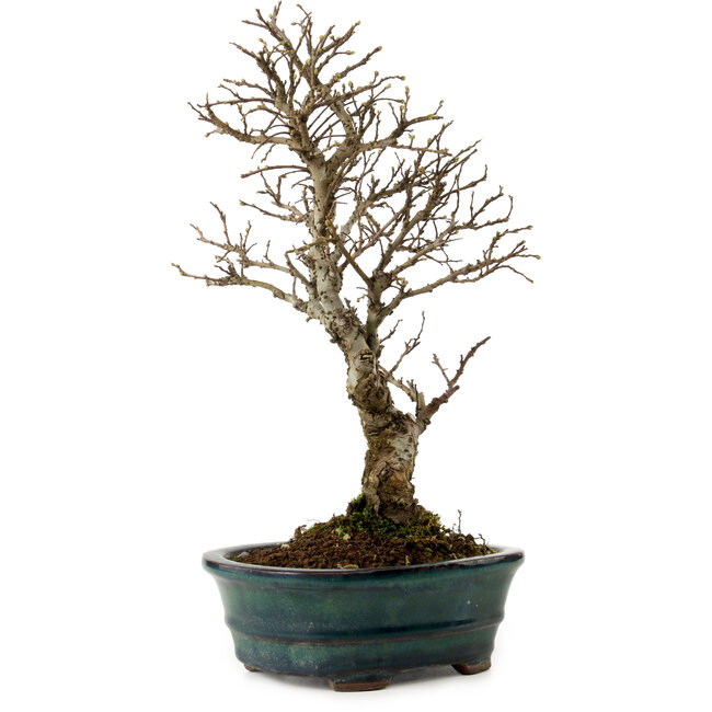 Ulmus parvifolia Nire, 24 cm, ± 8 ans