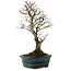 Ulmus parvifolia Nire, 24 cm, ± 8 años