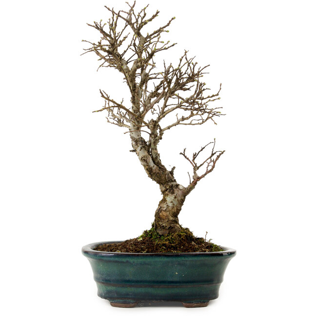 Ulmus parvifolia Nire, 24 cm, ± 8 Jahre alt