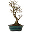 Ulmus parvifolia Nire, 24 cm, ± 8 years old