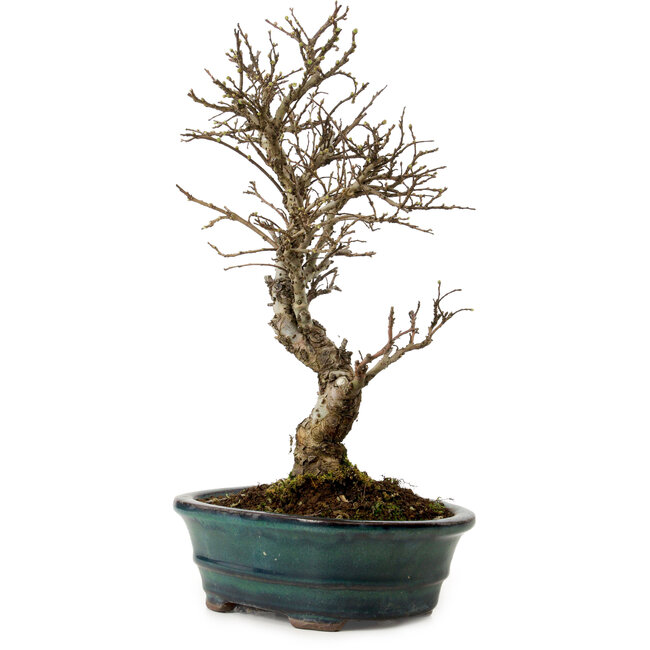 Ulmus parvifolia Nire, 24 cm, ± 8 Jahre alt