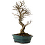 Ulmus parvifolia Nire, 24 cm, ± 8 Jahre alt