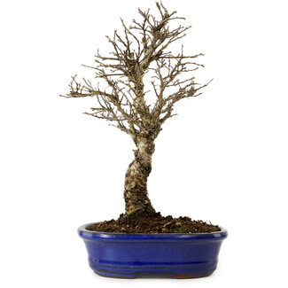 Ulmus parvifolia Nire, 24 cm, ± 8 anni