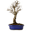 Ulmus parvifolia Nire, 24 cm, ± 8 años