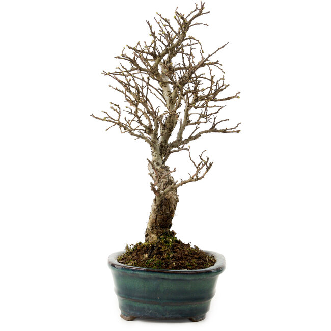 Ulmus parvifolia Nire, 24 cm, ± 8 años