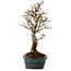 Ulmus parvifolia Nire, 24 cm, ± 8 years old