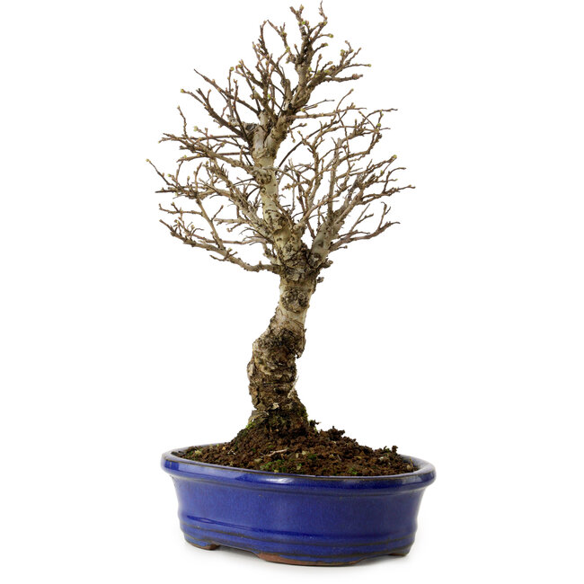 Ulmus parvifolia Nire, 24 cm, ± 8 años