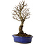 Ulmus parvifolia Nire, 24 cm, ± 8 años