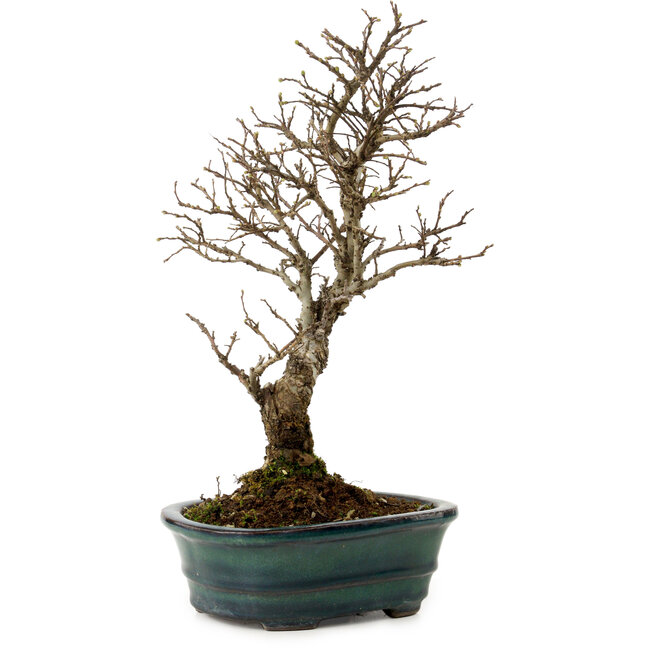 Ulmus parvifolia Nire, 24 cm, ± 8 años