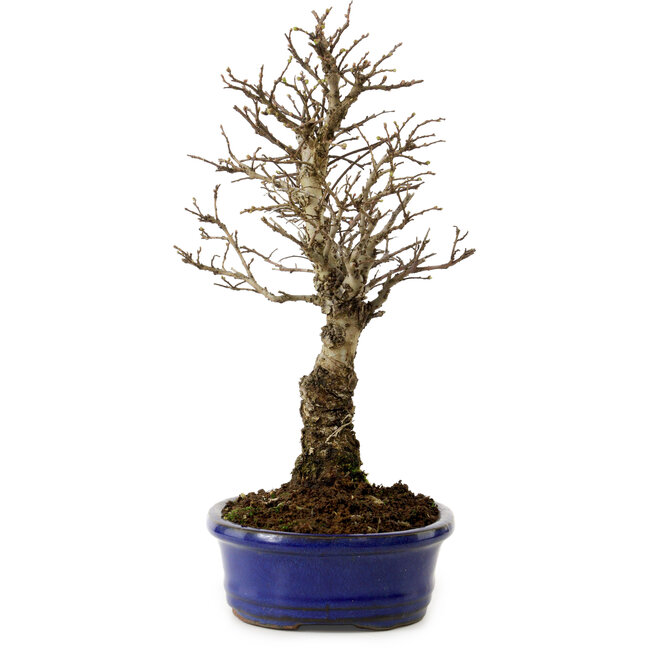 Ulmus parvifolia Nire, 24 cm, ± 8 Jahre alt