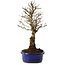 Ulmus parvifolia Nire, 24 cm, ± 8 Jahre alt