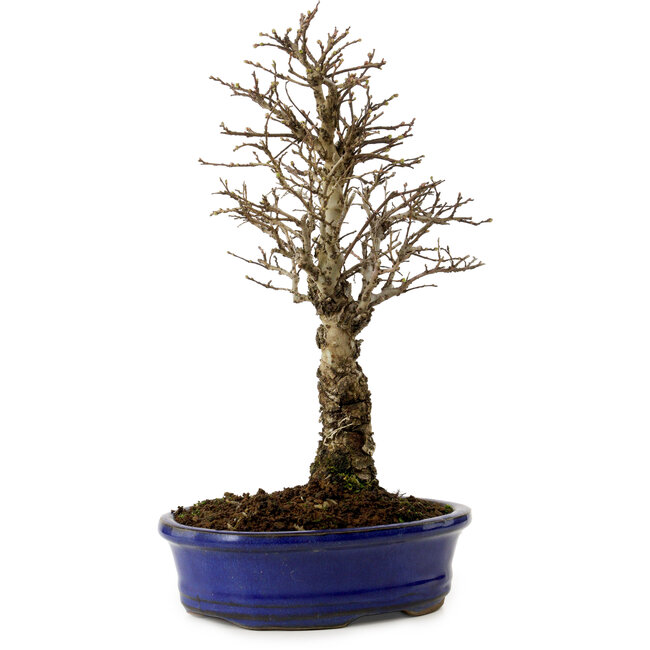 Ulmus parvifolia Nire, 24 cm, ± 8 years old