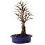 Ulmus parvifolia Nire, 24 cm, ± 8 anni
