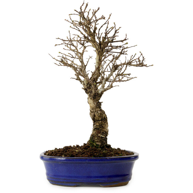 Ulmus parvifolia Nire, 24 cm, ± 8 years old