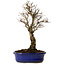 Ulmus parvifolia Nire, 24 cm, ± 8 anni