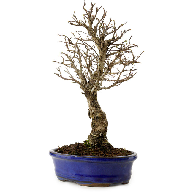 Ulmus parvifolia Nire, 24 cm, ± 8 años