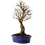 Ulmus parvifolia Nire, 24 cm, ± 8 years old