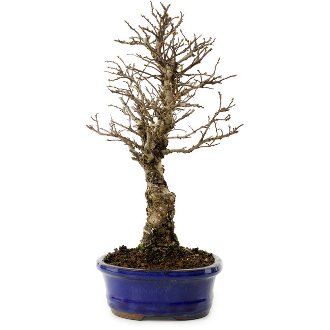Ulmus parvifolia Nire, 24 cm, ± 8 ans