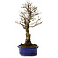 Ulmus parvifolia Nire, 24 cm, ± 8 anni