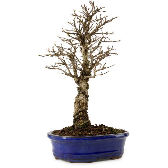Ulmus parvifolia Nire, 24 cm, ± 8 Jahre alt