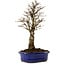 Ulmus parvifolia Nire, 24 cm, ± 8 anni