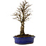 Ulmus parvifolia Nire, 24 cm, ± 8 years old