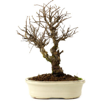 Ulmus parvifolia Nire, 24 cm, ± 8 years old