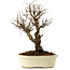 Ulmus parvifolia Nire, 24 cm, ± 8 years old