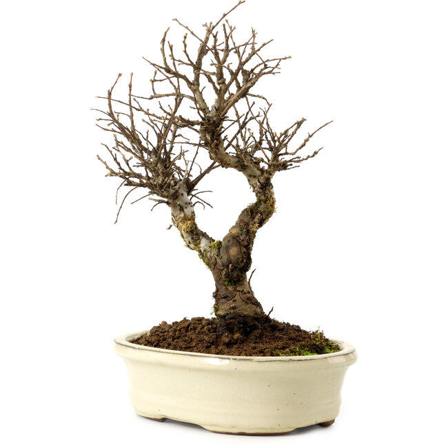 Ulmus parvifolia Nire, 24 cm, ± 8 jaar oud