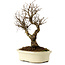 Ulmus parvifolia Nire, 24 cm, ± 8 años