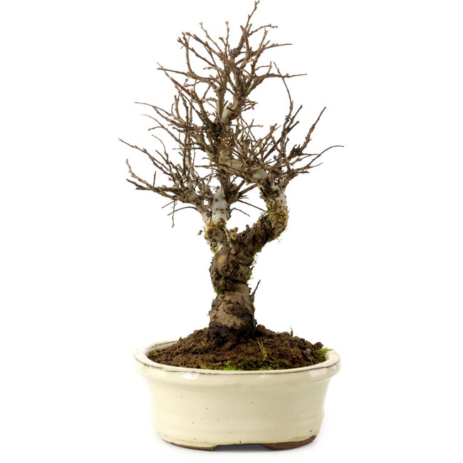 Ulmus parvifolia Nire, 24 cm, ± 8 años