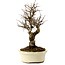 Ulmus parvifolia Nire, 24 cm, ± 8 Jahre alt