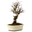 Ulmus parvifolia Nire, 24 cm, ± 8 years old