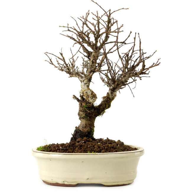 Ulmus parvifolia Nire, 24 cm, ± 8 años