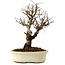 Ulmus parvifolia Nire, 24 cm, ± 8 años