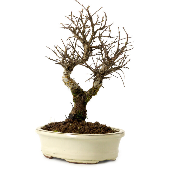 Ulmus parvifolia Nire, 24 cm, ± 8 jaar oud