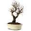 Ulmus parvifolia Nire, 24 cm, ± 8 años