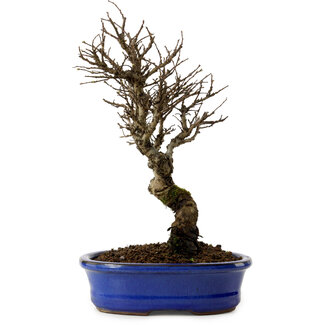 Ulmus parvifolia Nire, 24 cm, ± 8 Jahre alt