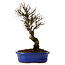 Ulmus parvifolia Nire, 24 cm, ± 8 years old