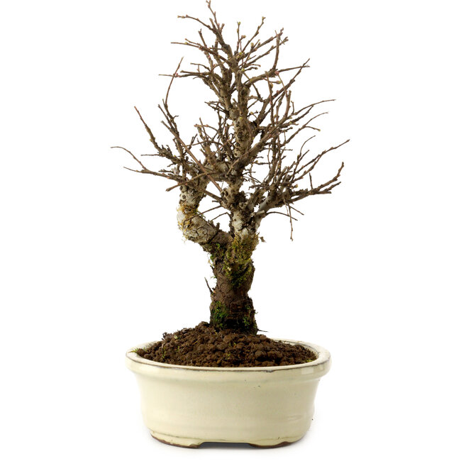 Ulmus parvifolia Nire, 24 cm, ± 8 years old