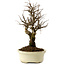 Ulmus parvifolia Nire, 24 cm, ± 8 anni
