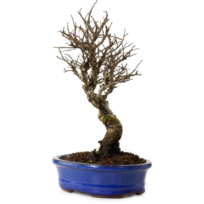 Ulmus parvifolia Nire, 24 cm, ± 8 years old