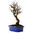 Ulmus parvifolia Nire, 24 cm, ± 8 anni