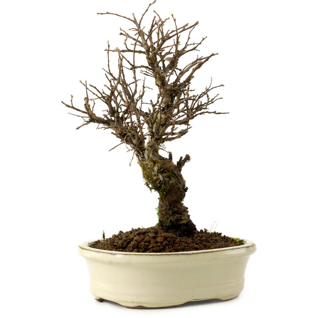 Ulmus parvifolia Nire, 24 cm, ± 8 years old