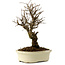 Ulmus parvifolia Nire, 24 cm, ± 8 anni