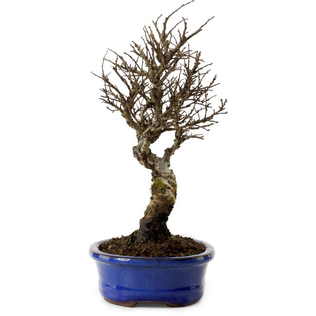 Ulmus parvifolia Nire, 24 cm, ± 8 years old